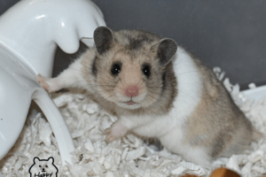 Our Hamsters - Happy Paws Hamsters