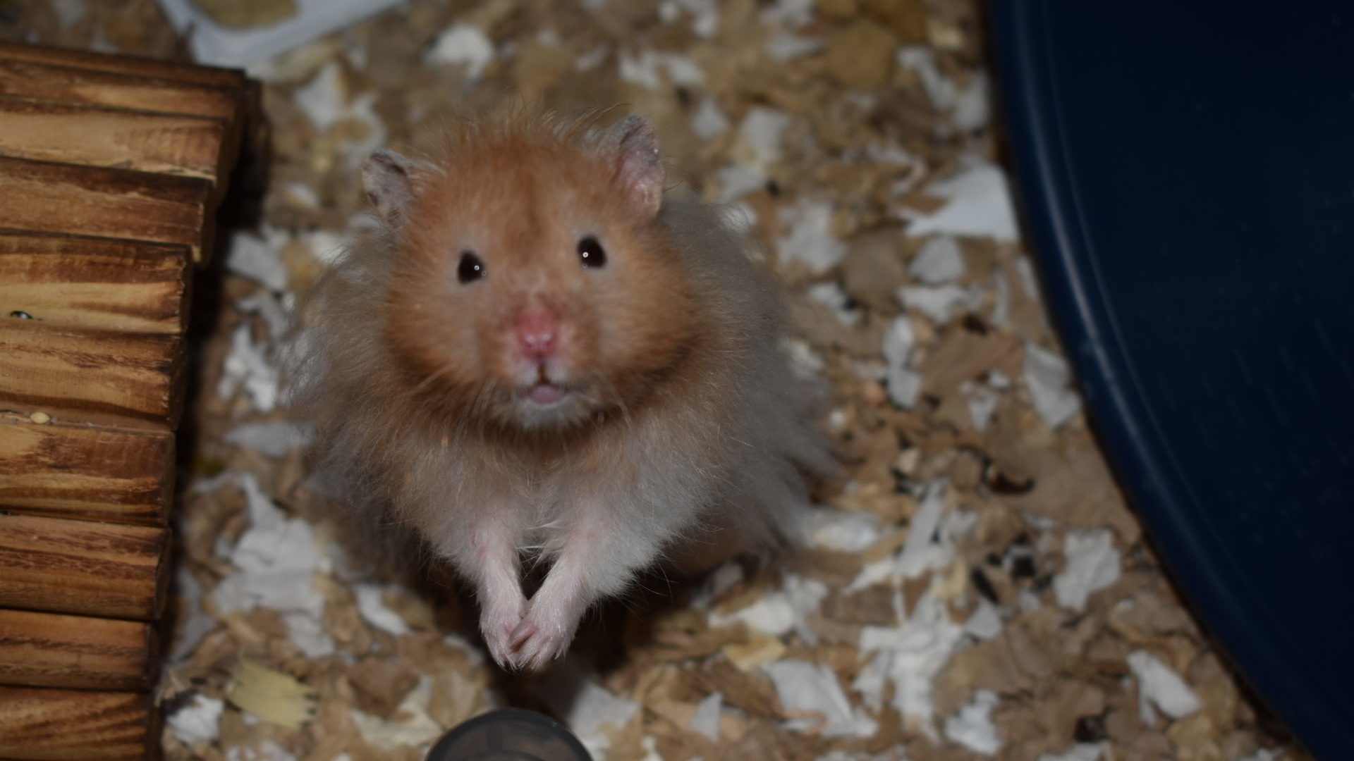 What Is the Typical Lifespan of a Hamster? (with pictures)