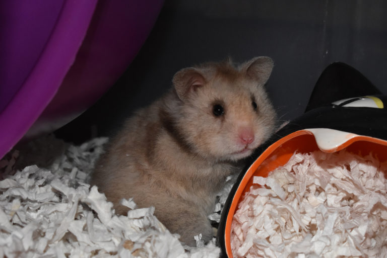 Keep Syrian Hamsters Solitary
