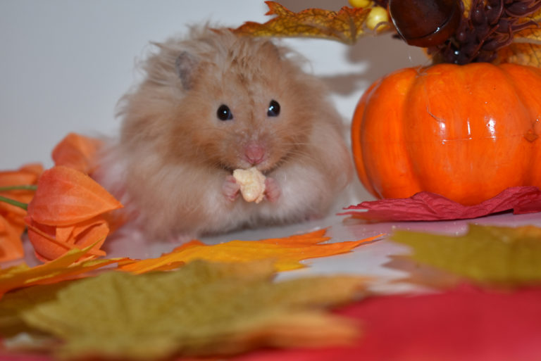 Long-Haired Syrian Hamster Care: Tips for a Happy Pet — Animal Hearted  Apparel